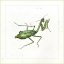 Picture of GREEN MANTIS