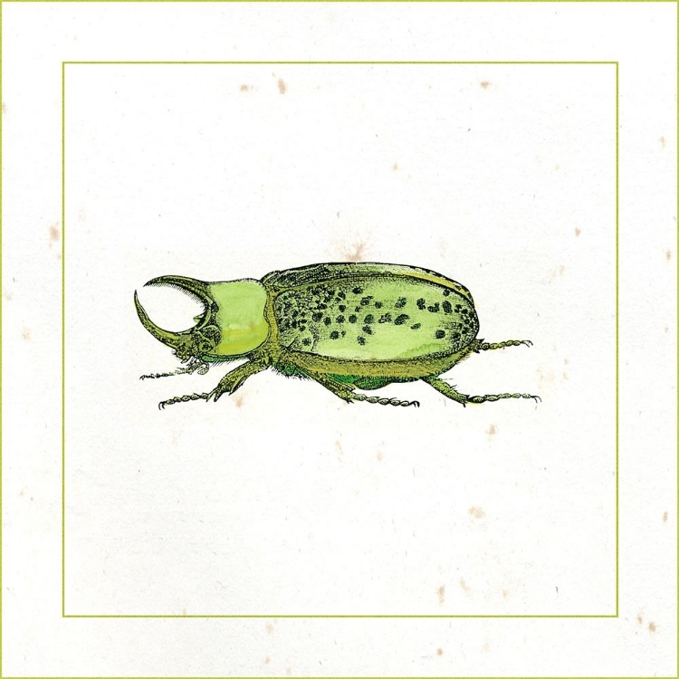 Picture of GREEN BEETLE