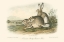 Picture of ROCKY MOUNTAIN HARE