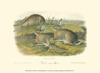 Picture of WORM-WOOD HARE