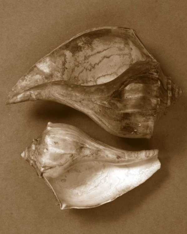 Picture of SENSUAL SHELLS II