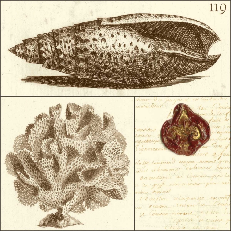 Picture of SHELL CLASSIFICATION II