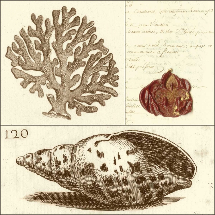 Picture of SHELL CLASSIFICATION III