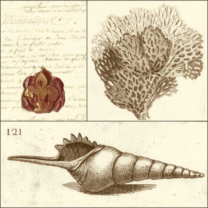 Picture of SHELL CLASSIFICATION IV