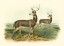 Picture of COLUMBIAN BLACK-TAILED DEER