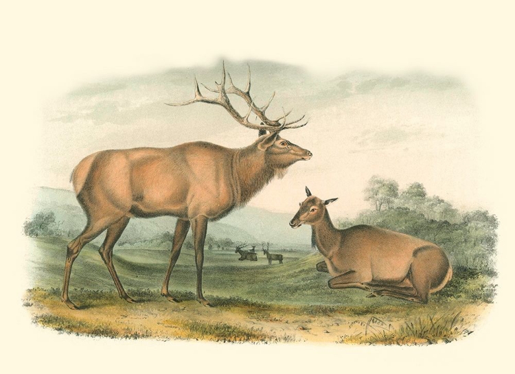 Picture of AMERICAN ELK AND DEER