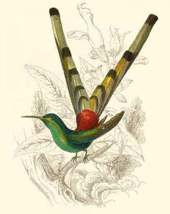 Picture of JARDINE HUMMINGBIRD II