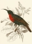 Picture of JARDINE HUMMINGBIRD III