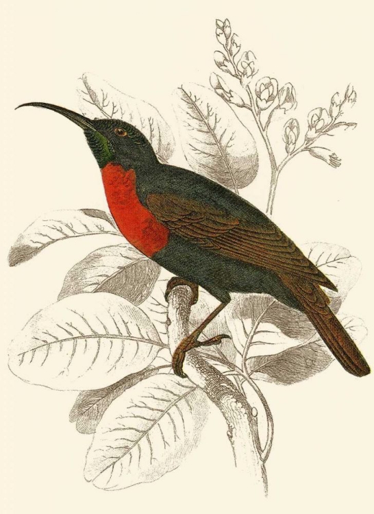 Picture of JARDINE HUMMINGBIRD III