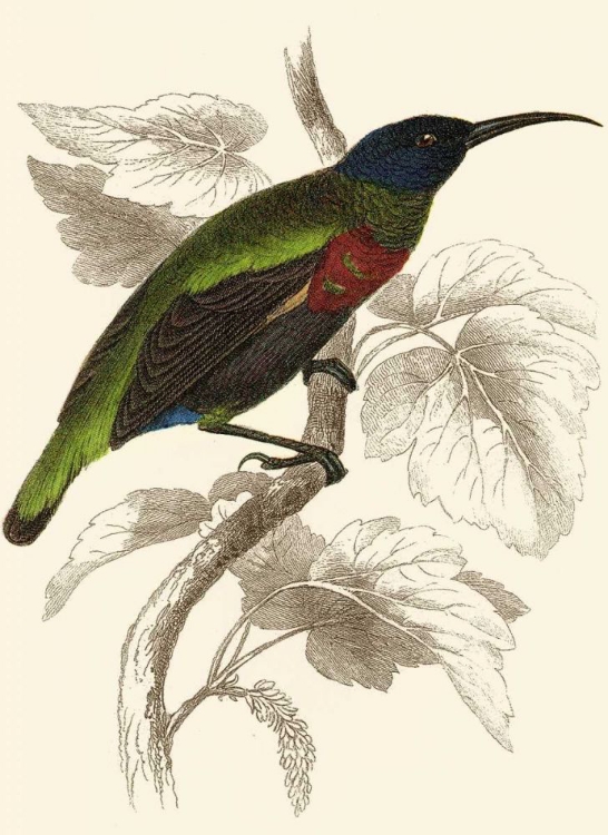 Picture of JARDINE HUMMINGBIRD IV