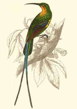 Picture of JARDINE HUMMINGBIRD V