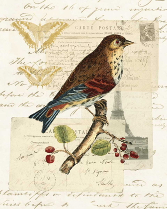 Picture of NATURALISTS COLLAGE II