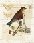 Picture of NATURALISTS COLLAGE II