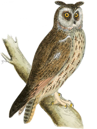 Picture of MORRIS LONG EARED OWL