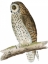 Picture of MORRIS SHORT EARED OWL