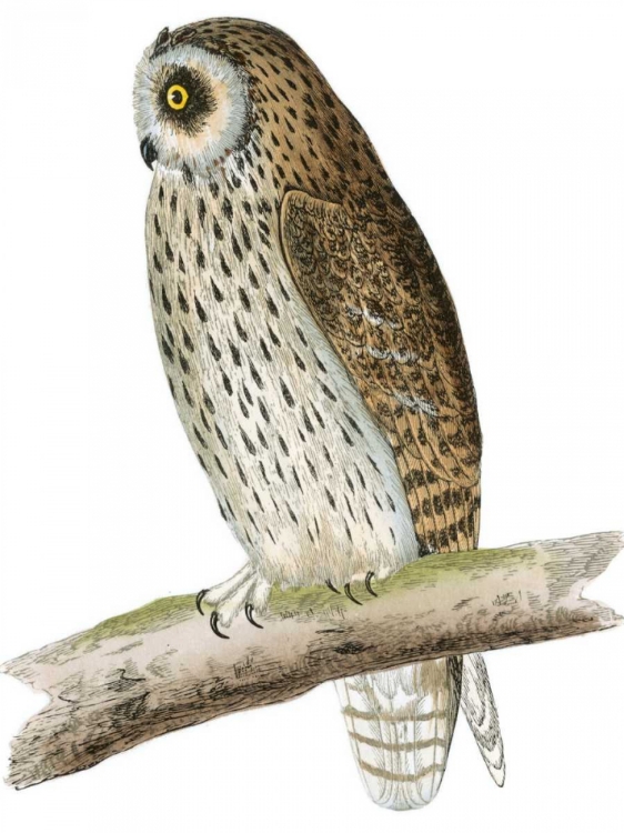 Picture of MORRIS SHORT EARED OWL