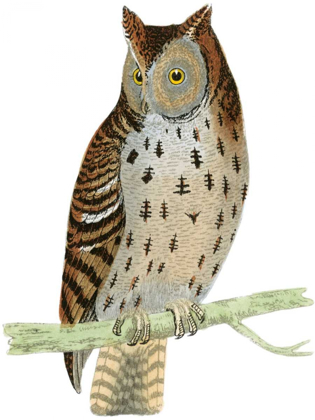 Picture of MORRIS MOTTLED OWL