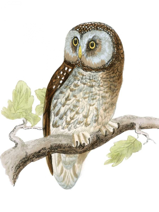 Picture of MORRIS TENGMALMS OWL