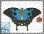 Picture of BUTTERFLY PROSE III