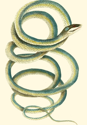 Picture of VIBRANT SNAKE II