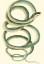Picture of VIBRANT SNAKE II