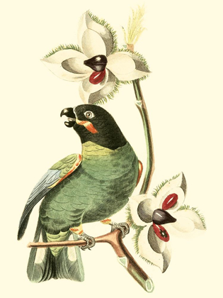 Picture of CUVIER EXOTIC BIRDS III
