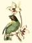 Picture of CUVIER EXOTIC BIRDS III