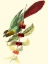 Picture of CUVIER EXOTIC BIRDS IV