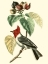Picture of CUVIER EXOTIC BIRDS VI