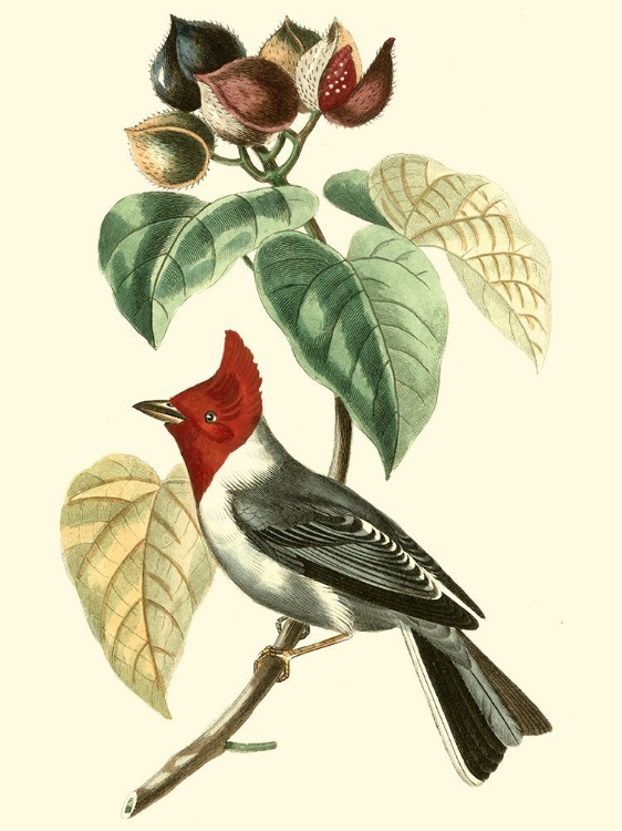 Picture of CUVIER EXOTIC BIRDS VI