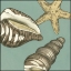 Picture of SMALL SHELL TRIO ON BLUE I