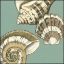 Picture of SMALL SHELL TRIO ON BLUE II