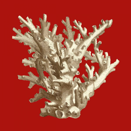 Picture of SMALL CORAL ON RED I