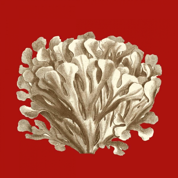 Picture of SMALL CORAL ON RED III