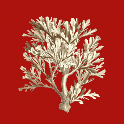 Picture of SMALL CORAL ON RED IV