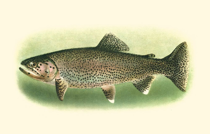 Picture of RIVER TROUT I