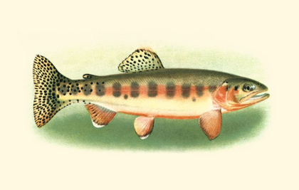 Picture of RIVER TROUT II