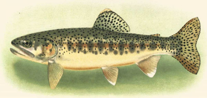 Picture of RIVER TROUT III
