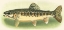 Picture of RIVER TROUT III