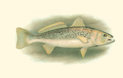 Picture of RIVER TROUT IV