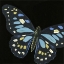 Picture of SMALL DRAMATIC BUTTERFLIES II
