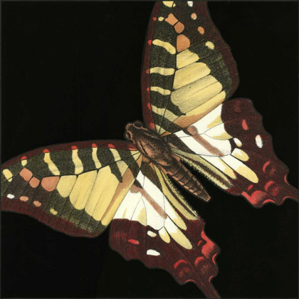 Picture of SMALL DRAMATIC BUTTERFLIES III