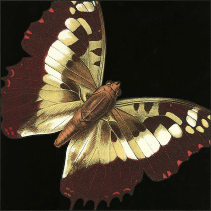 Picture of SMALL DRAMATIC BUTTERFLIES IV