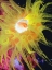 Picture of GRAPHIC SEA ANEMONE II