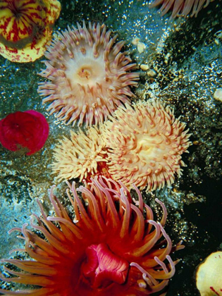 Picture of GRAPHIC SEA ANEMONE III