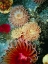Picture of GRAPHIC SEA ANEMONE III