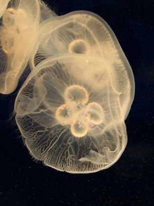 Picture of GRAPHIC JELLYFISH II
