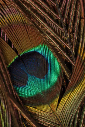 Picture of PEACOCK FEATHERS II
