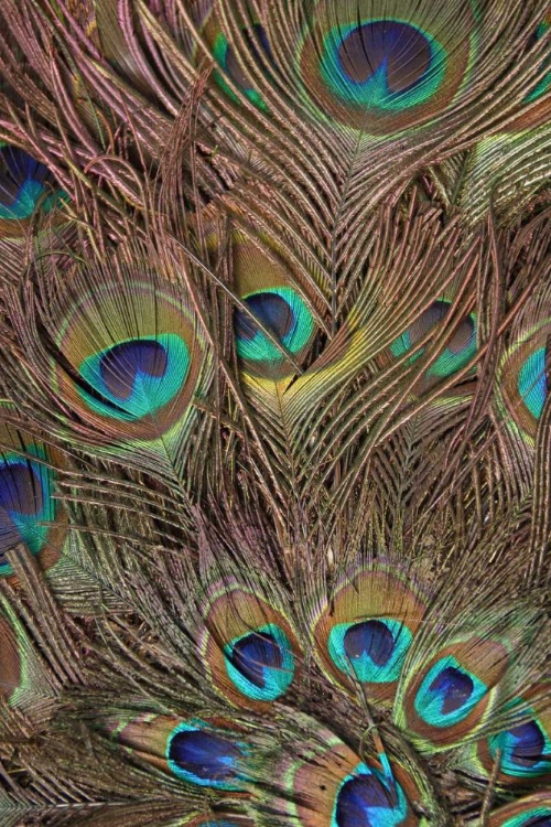 Picture of PEACOCK FEATHERS III