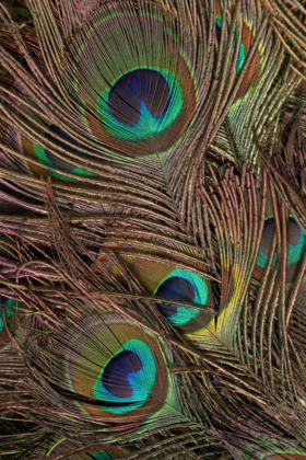 Picture of PEACOCK FEATHERS IV